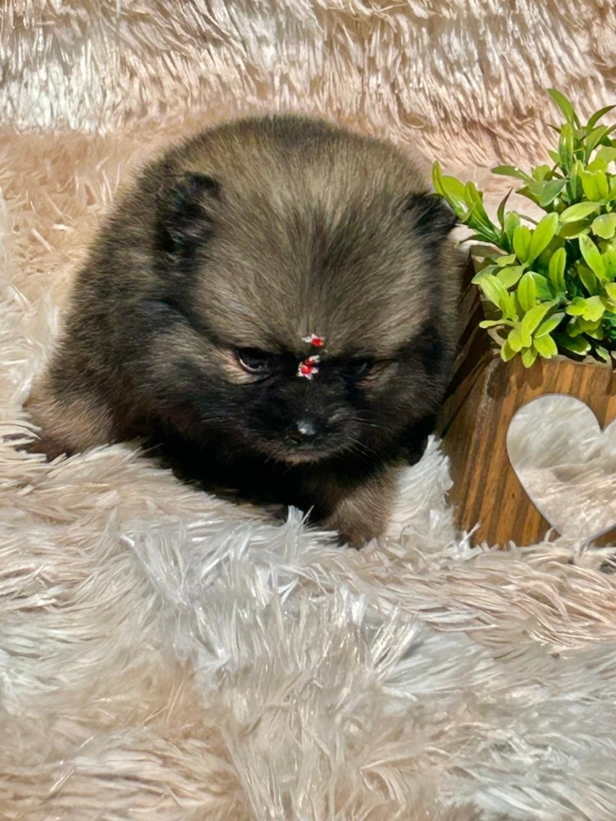 Spitz Alemão e Lulu da Pomerânia